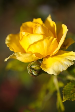 Bud and yellow Full Rose